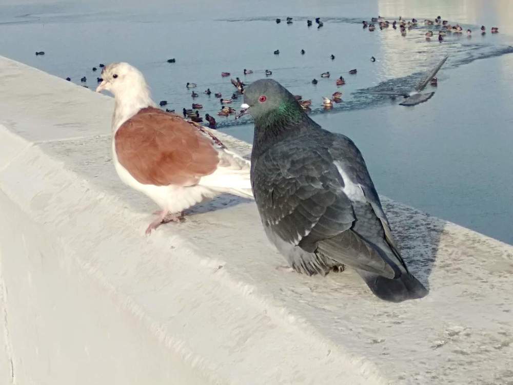 Photograph by Татьяна Котельникова