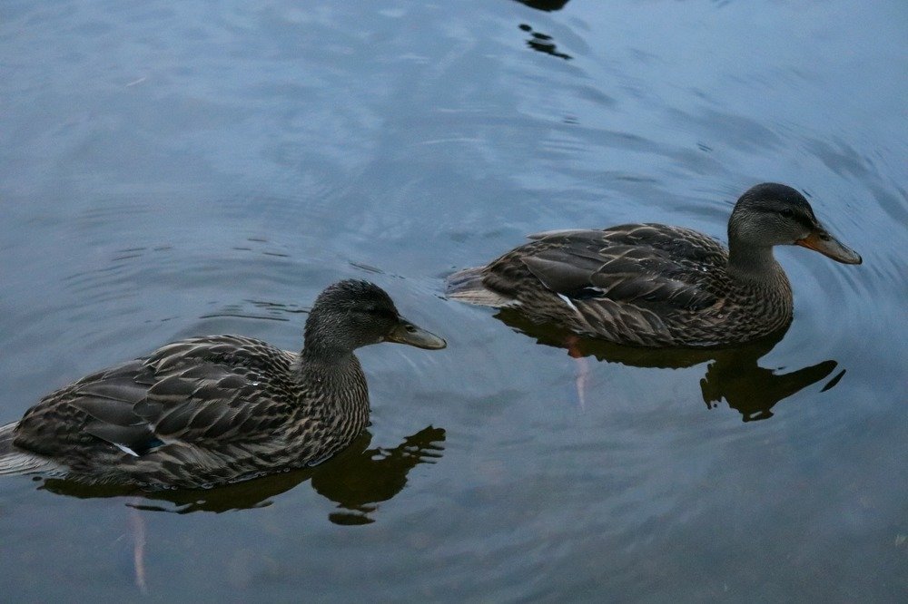 Photograph by Татьяна Котельникова