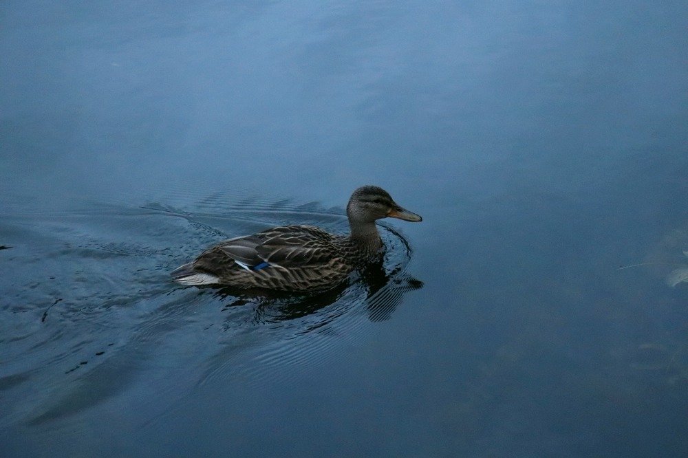 Photograph by Татьяна Котельникова