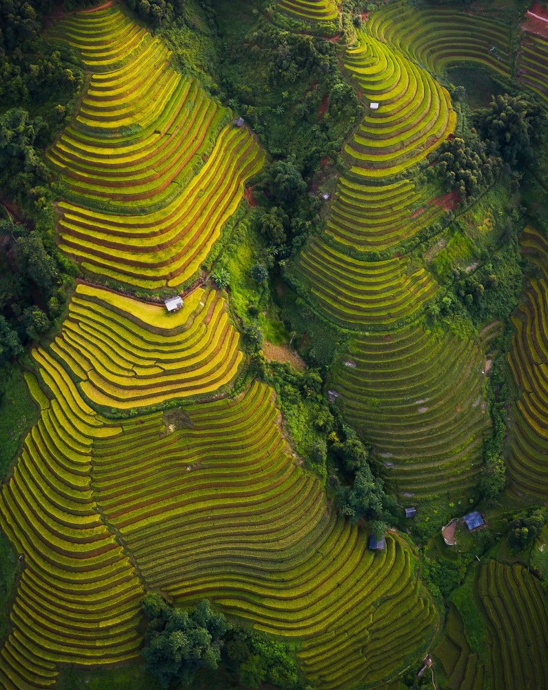 Rice terraces