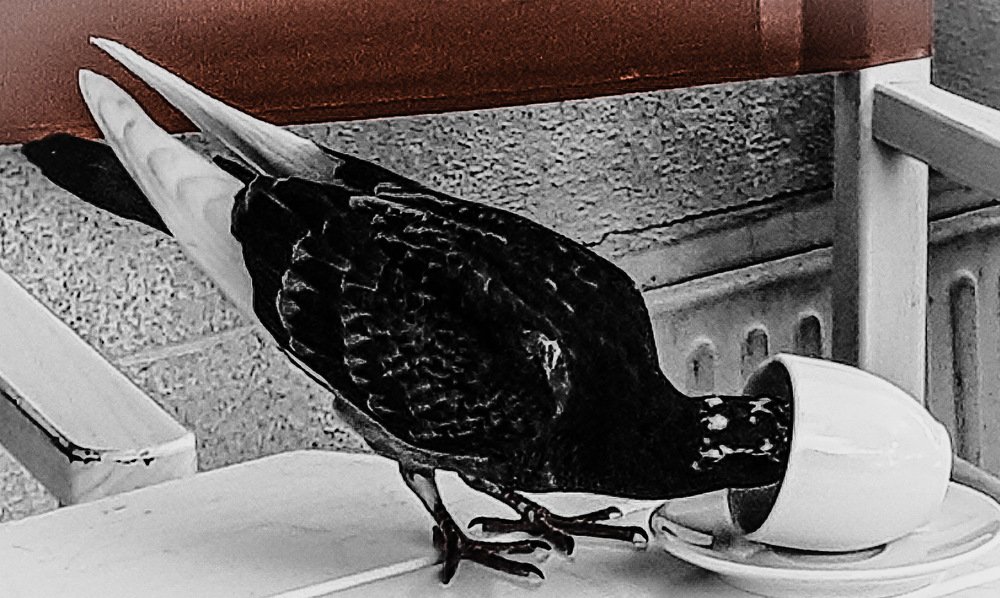 Photograph by Alexia Vlada