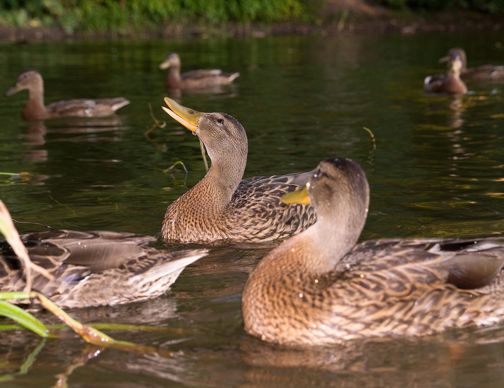 Photograph by Виктор Петров