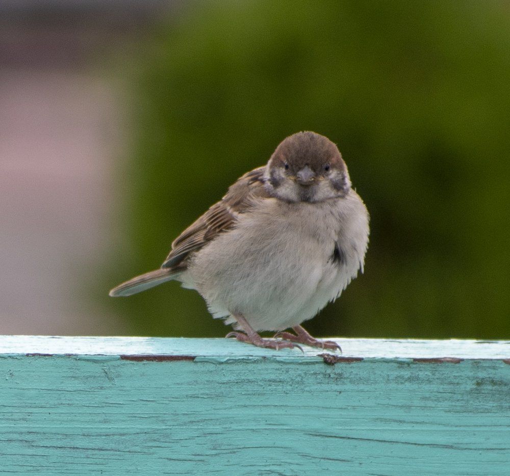 Photograph by Tatiana Zuikova