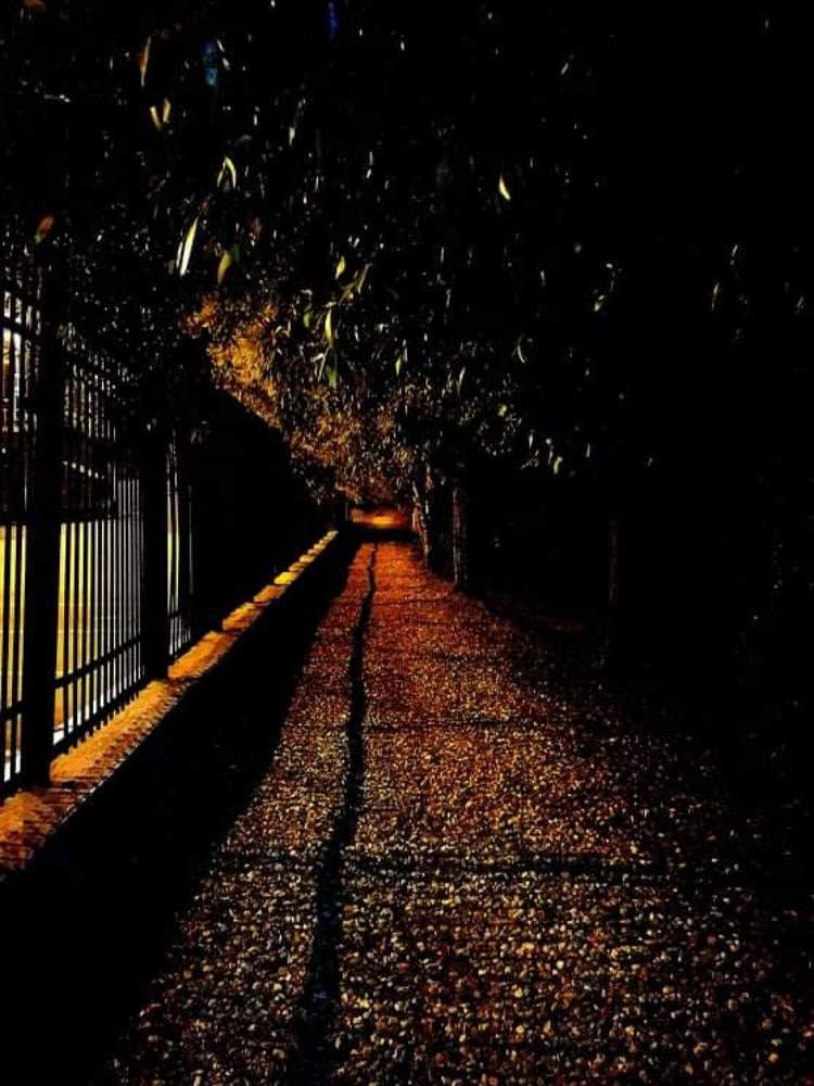 Ночная прогулка