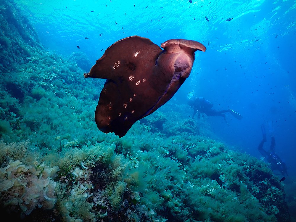 Photograph by Pierluigi Peis