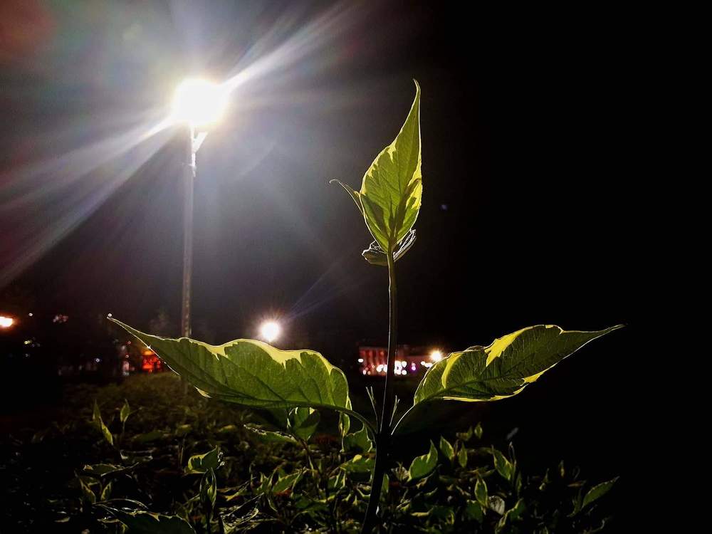 Росток жизни