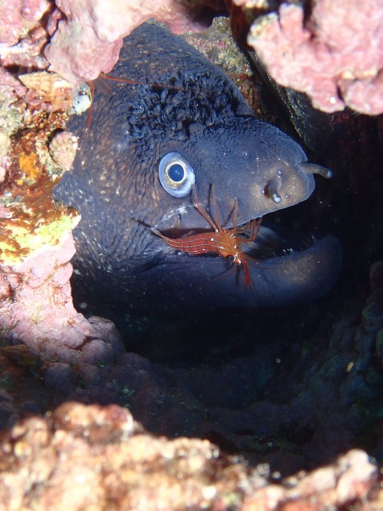 Photograph by Pierluigi Peis