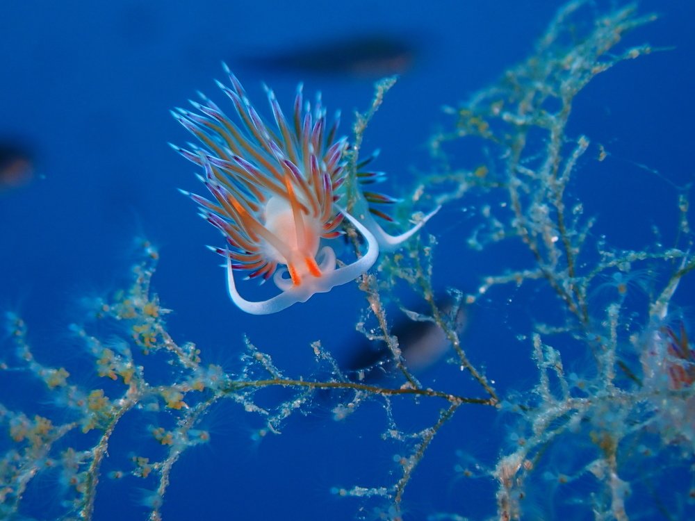 Photograph by Pierluigi Peis