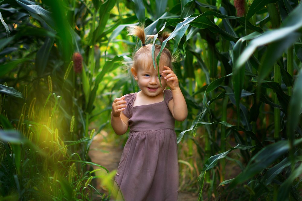 Среди кукурузы