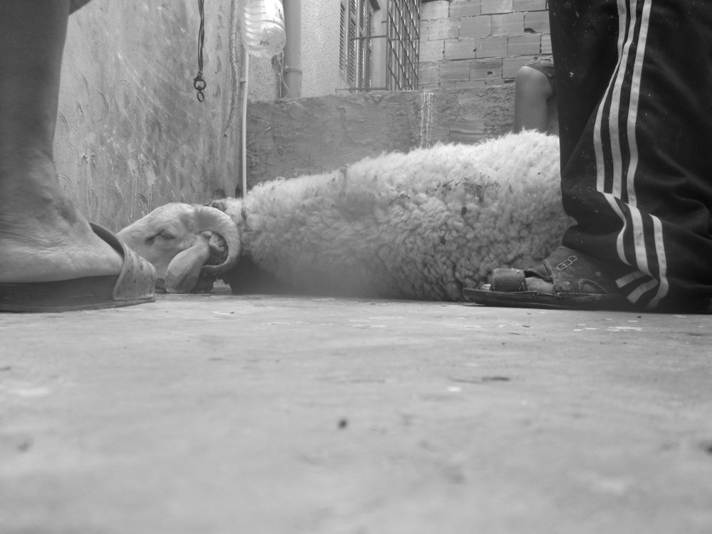 Photo #4912932