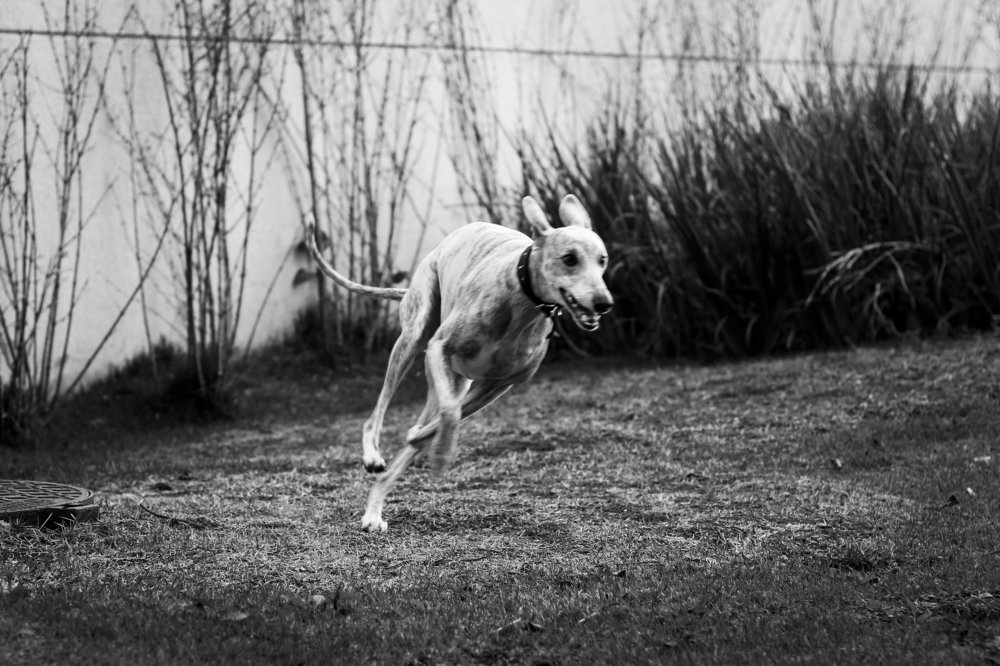 Photograph by Lucimara Rodrigues