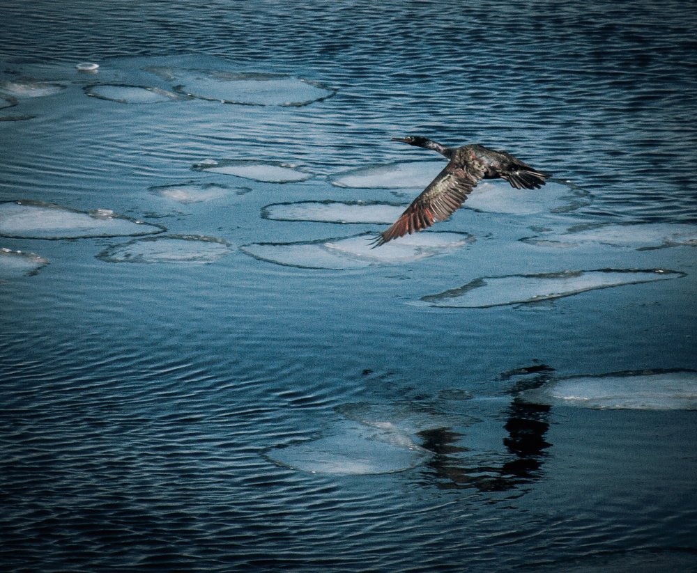 Photograph by Сигида Дмитрий