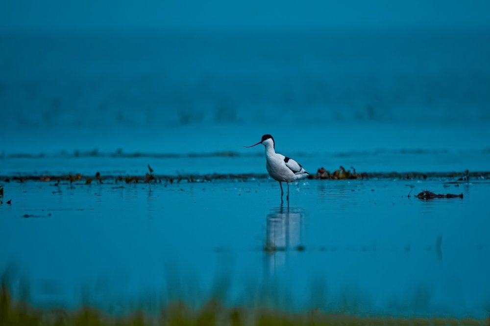 AVOCET (PIED AVOCET)