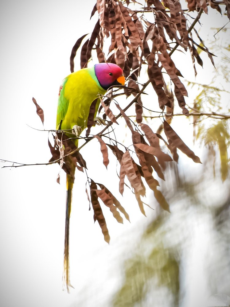 PLUM-HEADED PARAKEET