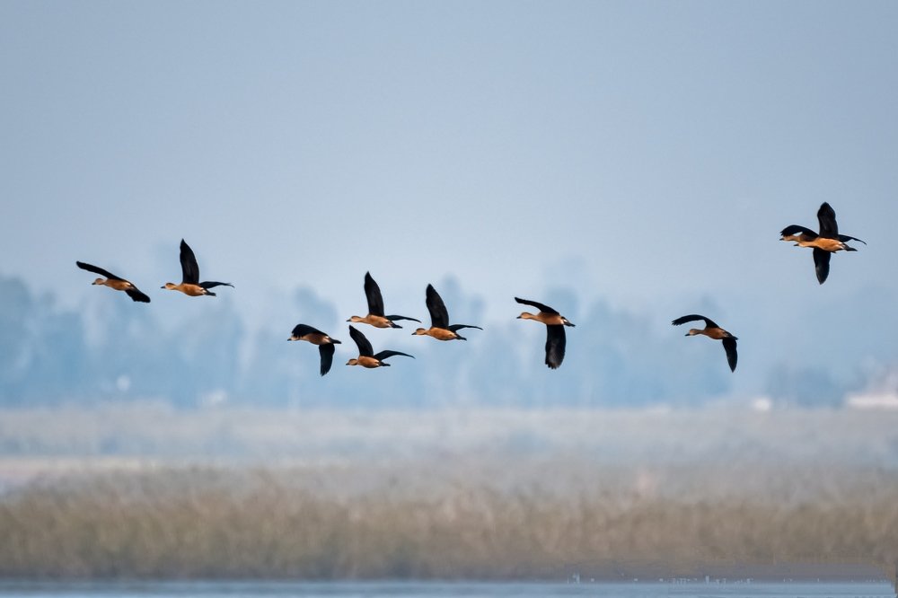 The lesser whistling duck
