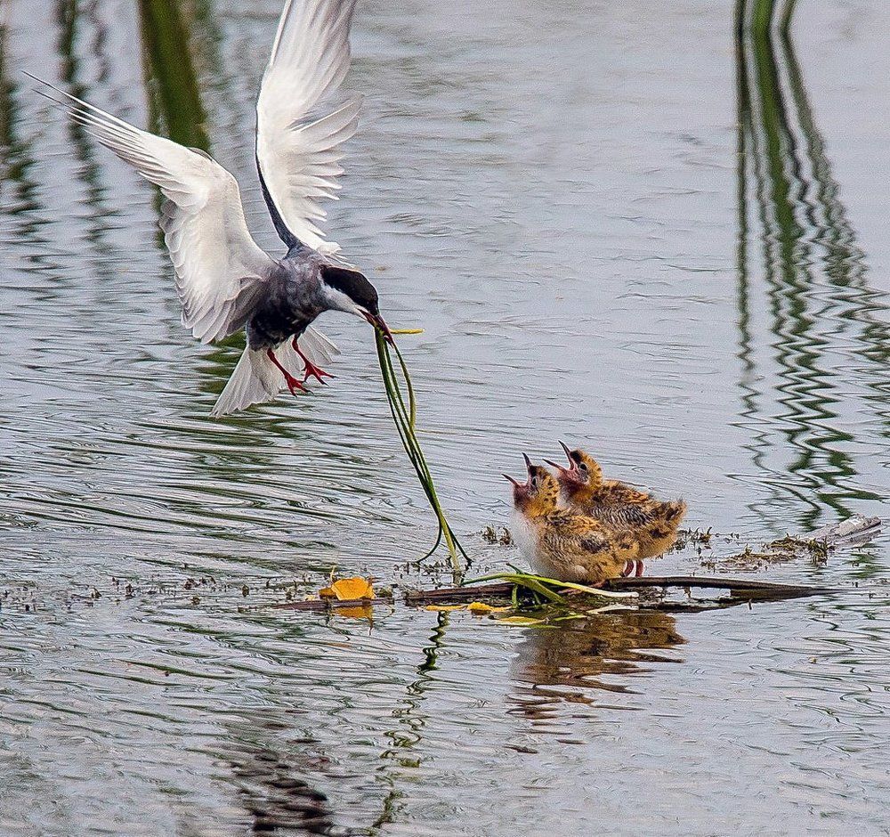 Для спасения птенцов