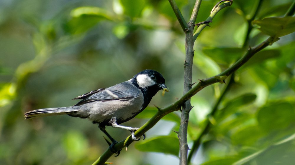 Photograph by PRIYABRATA DEBNATH