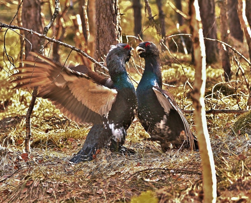 Разборка на глухарином току