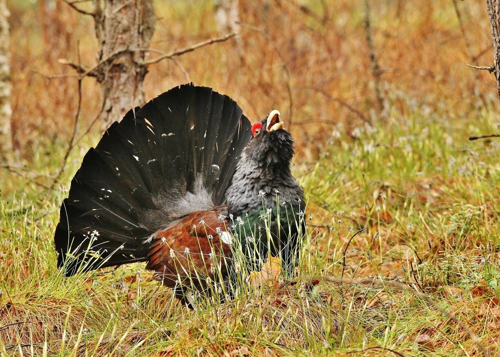 На глухарином току.