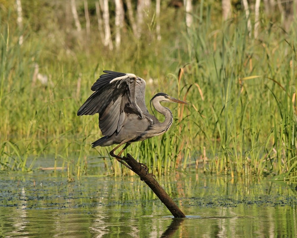 Серая цапля