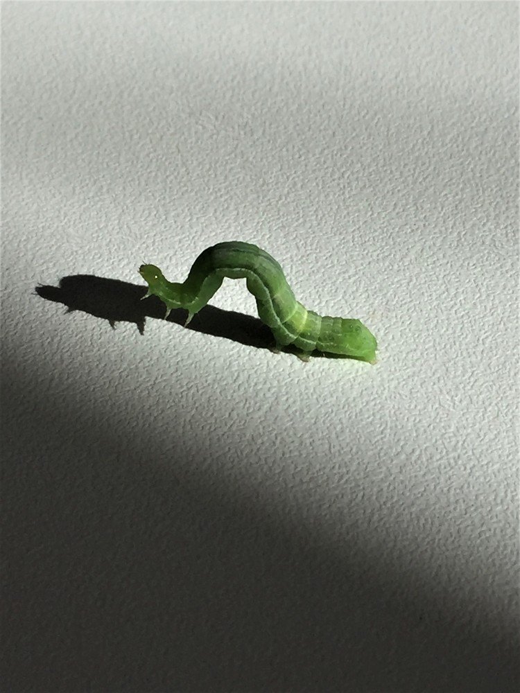 Фотография автора Maurizio Ruggiero