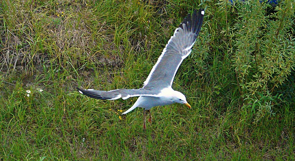 Photograph by Николай Почкалов