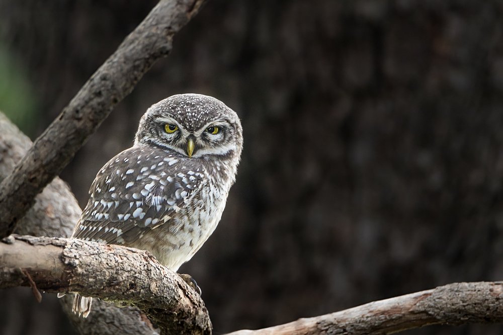 Spotted owlet