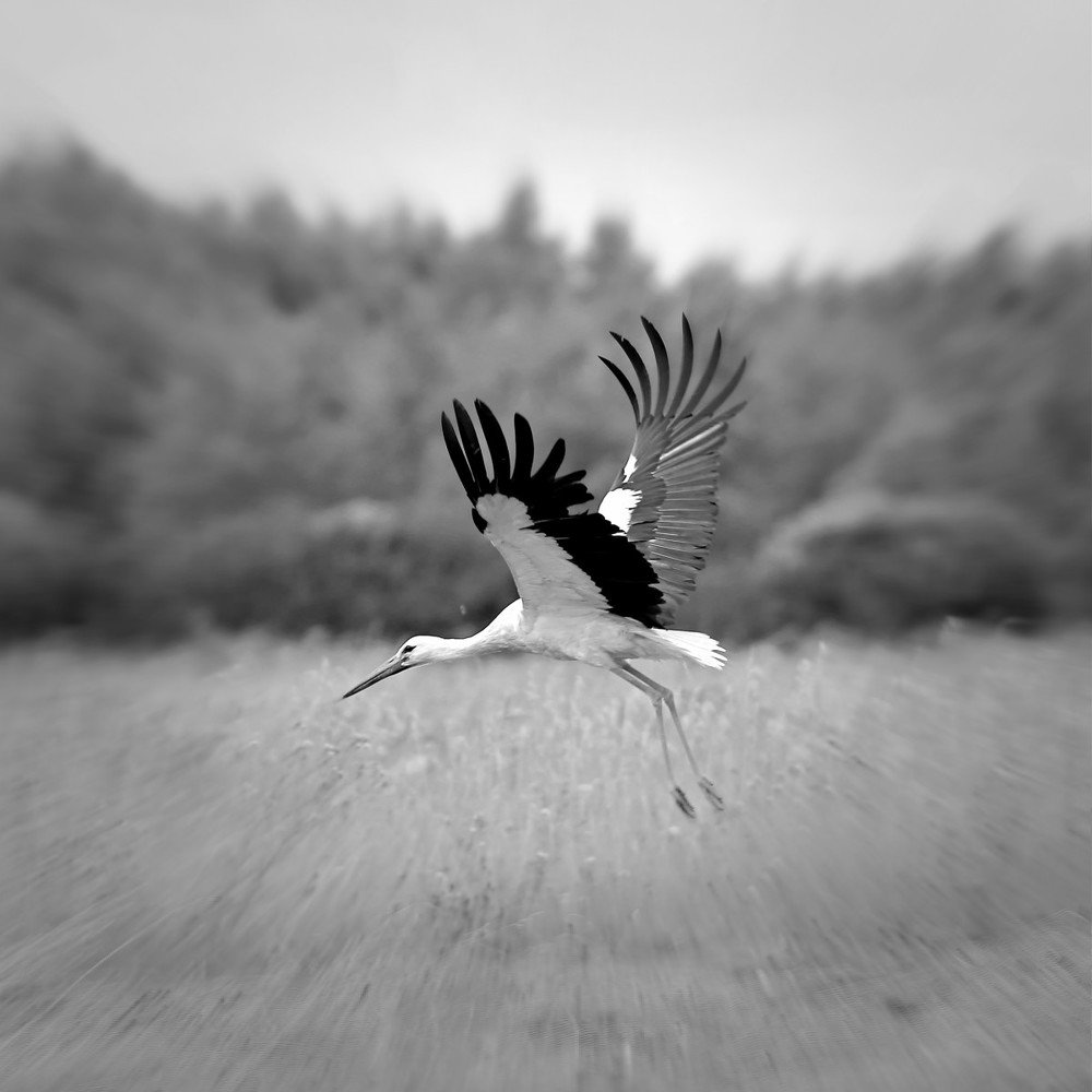 Photograph by Сергей Ключарёв