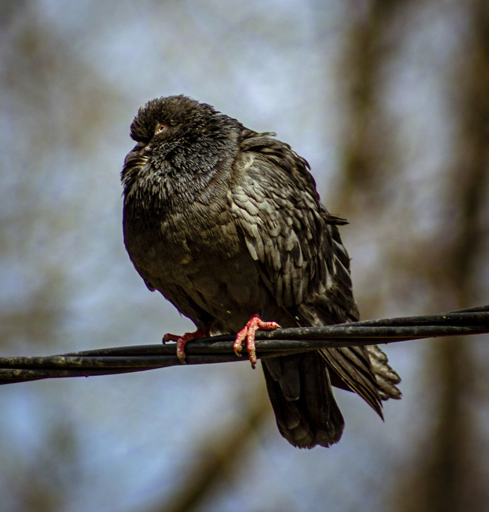 Photograph by Максим Грищенко