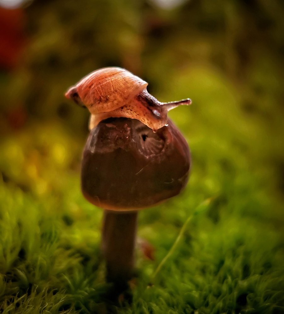 Улитка на склоне