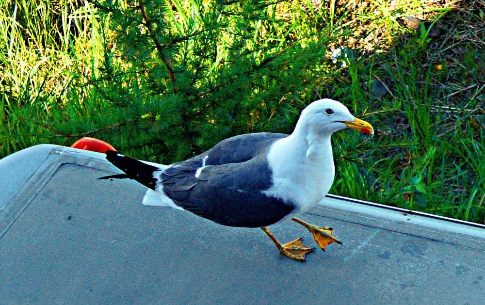 Photograph by Николай Почкалов