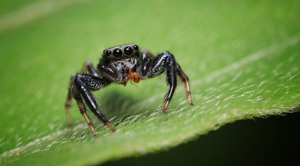 Photograph by Rajesh Das