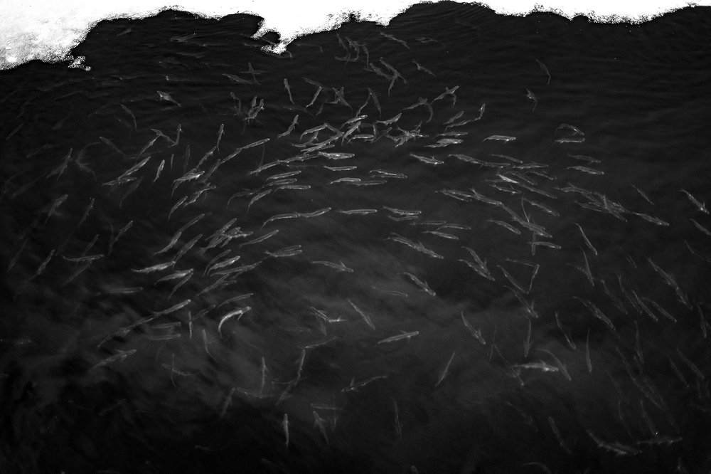 Фотография автора Александр Кременицкий