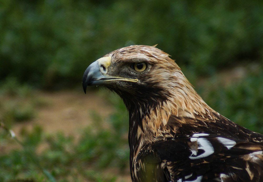 Фотография автора Александр Кременицкий