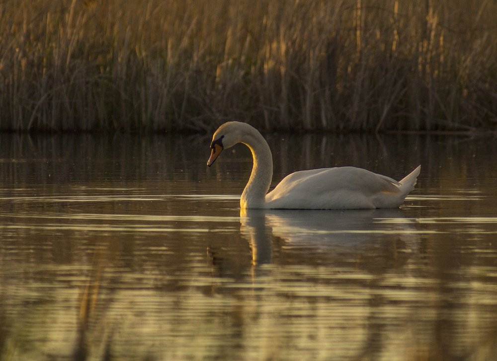 Фотография автора Александр Кременицкий