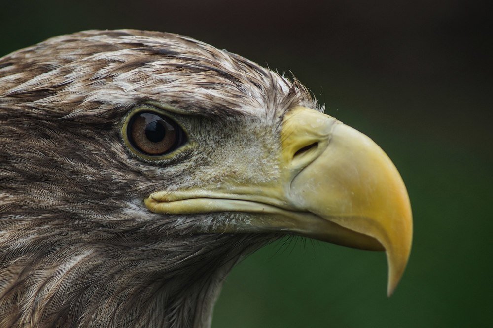 Фотография автора Александр Кременицкий