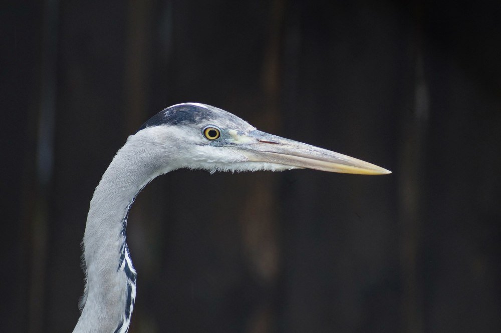 Фотография автора Александр Кременицкий