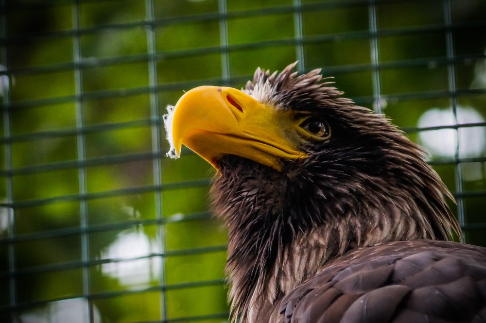 Photograph by Виктор Сёмушкин