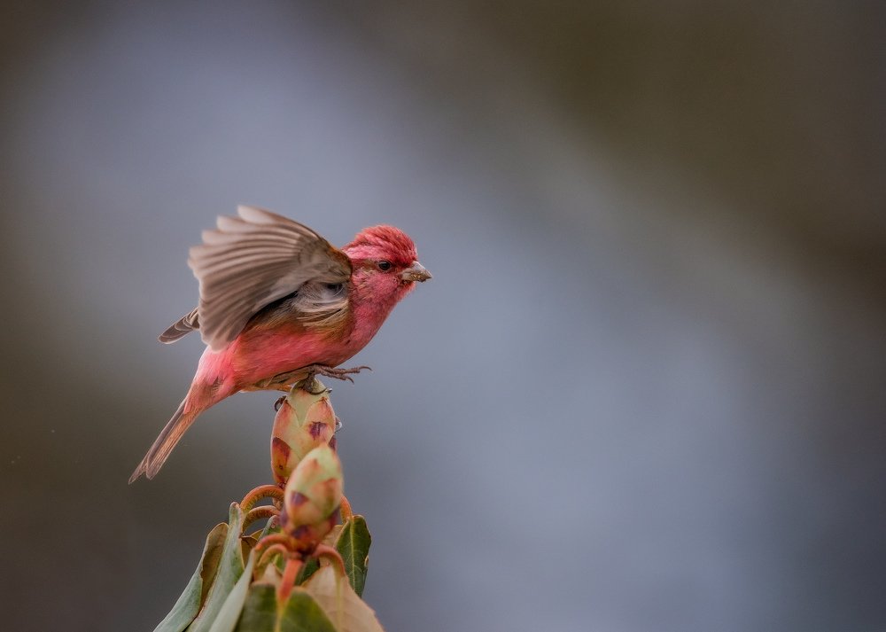 Pink Browed Rosefinch