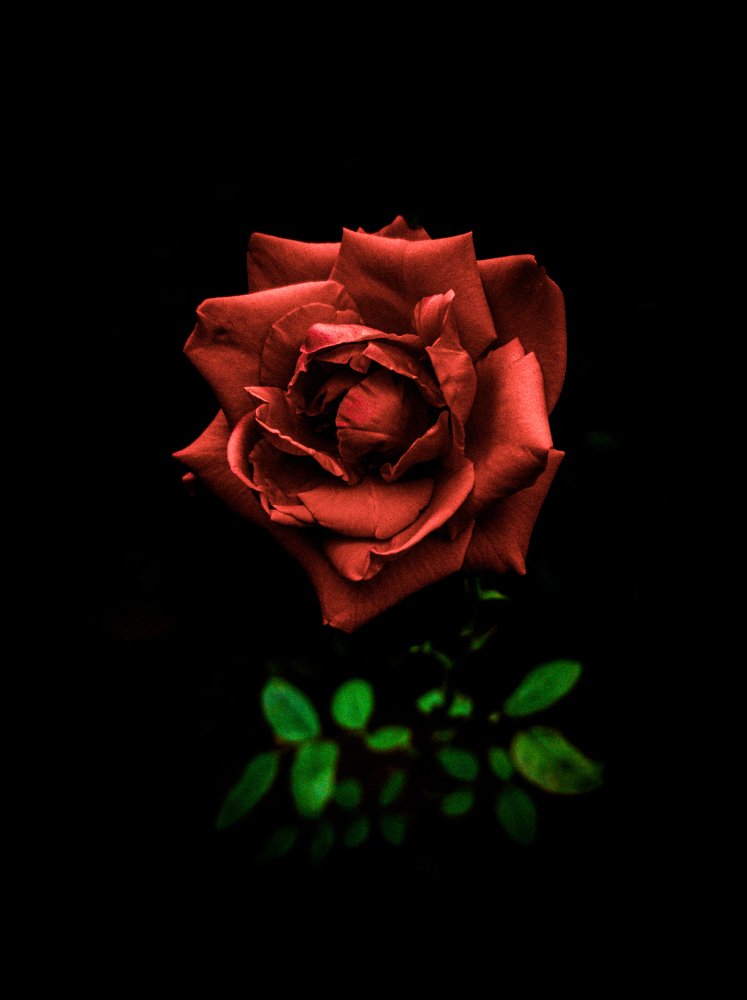 Photograph by Amine Aboudihaj