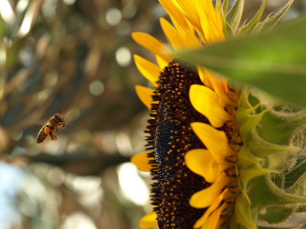 sunflower, bee, honeybee, macro, micro