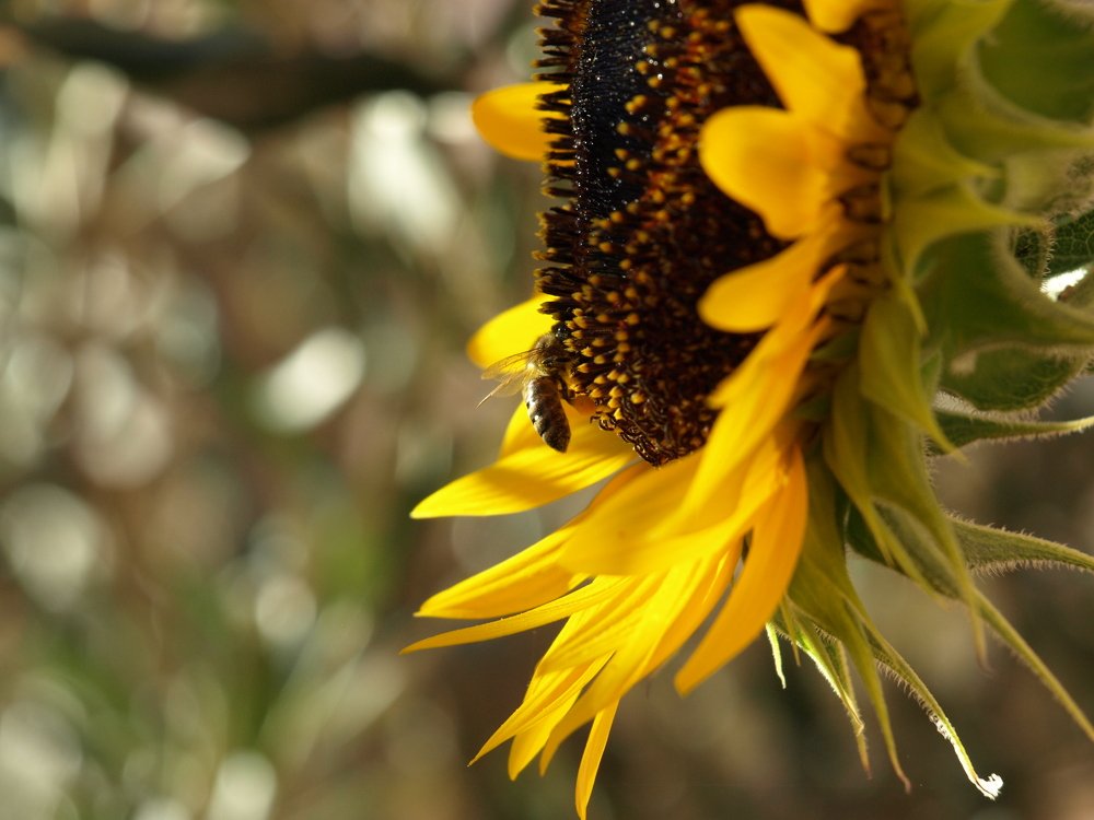 sunflower, bee, honeybee, macro, micro