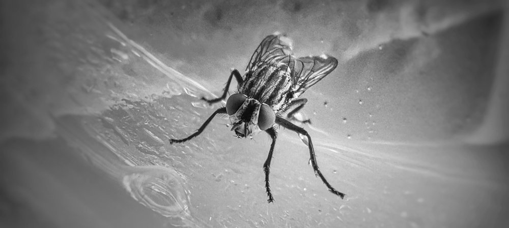 Photograph by Amine Aboudihaj