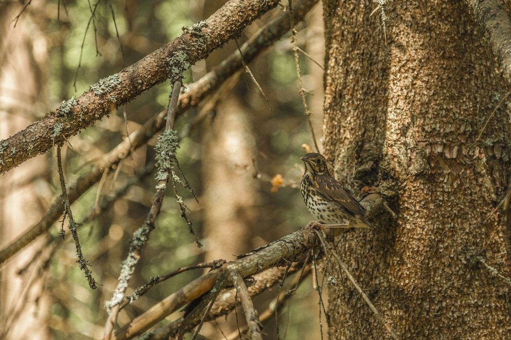 Photograph by Станислав Напалкин