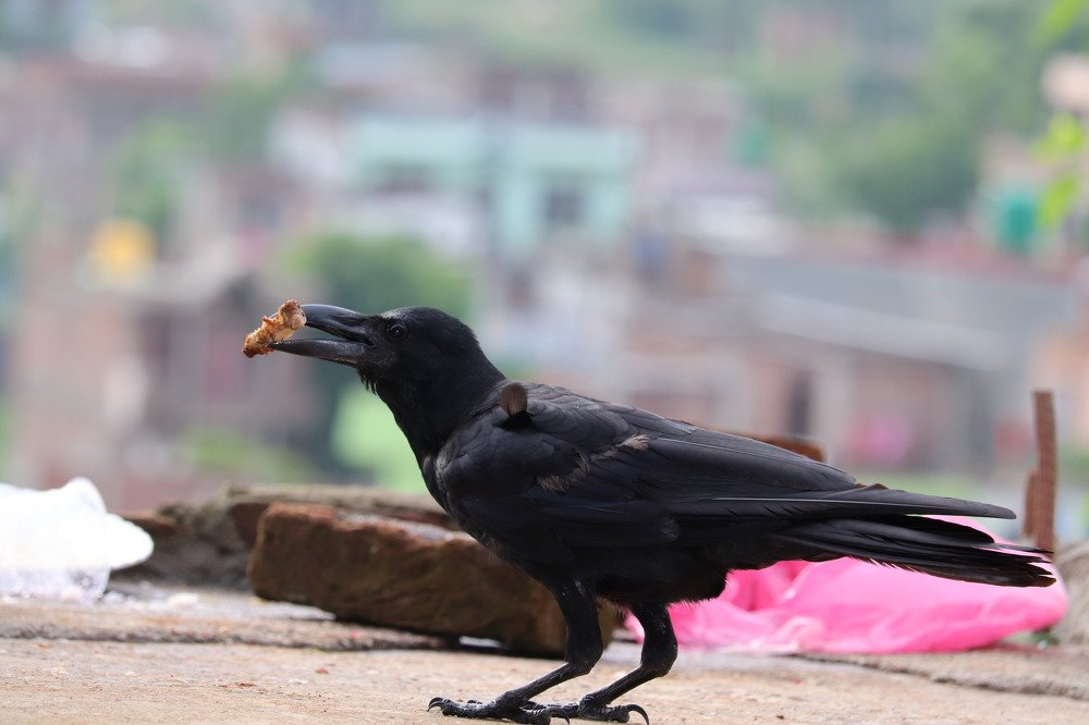 Фотография автора Jhaggu Bhandari