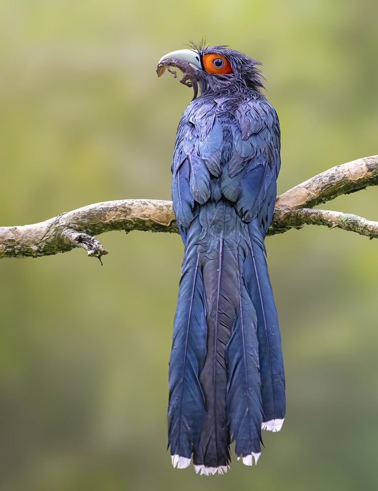 Chestnut-bellied Malkoha