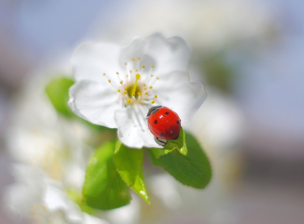 Photograph by Дмитрий Клешаев
