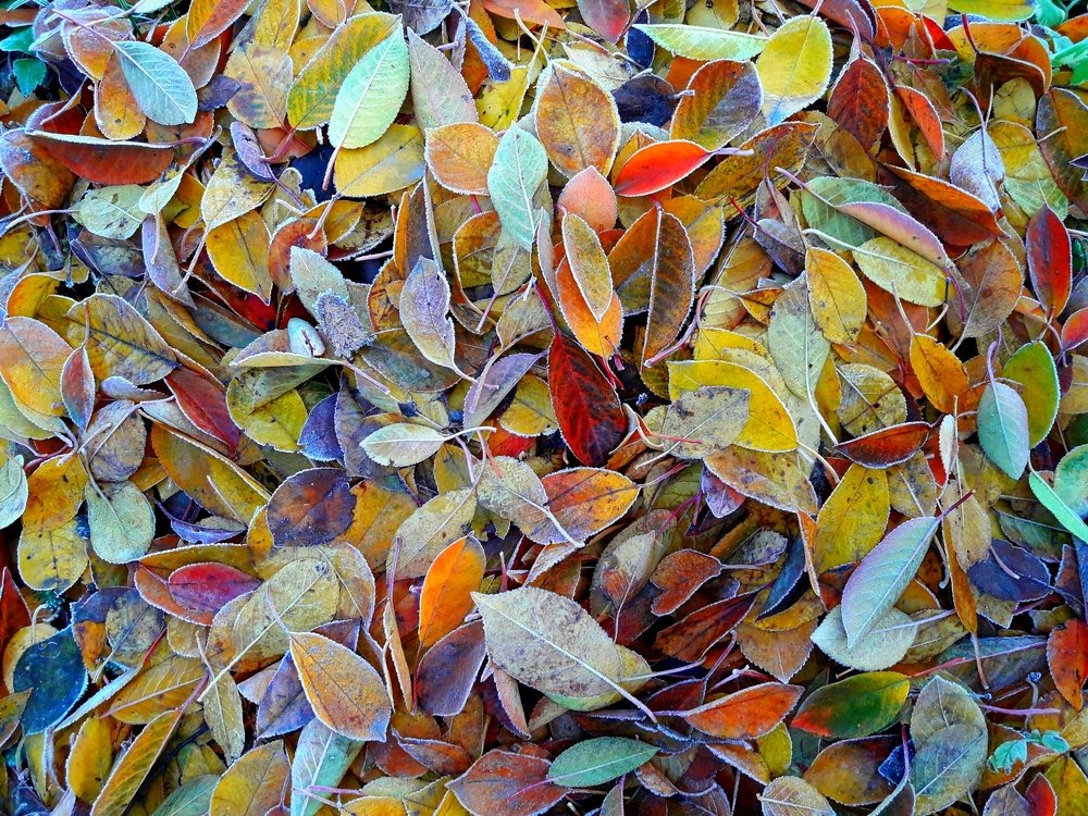 Цвета осени