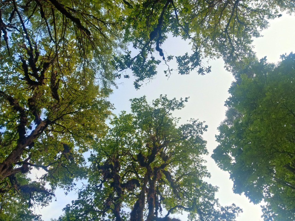 Nature ❤️