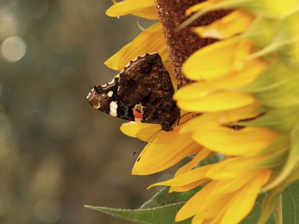 butterfly, macro, micro, sunflower, nature